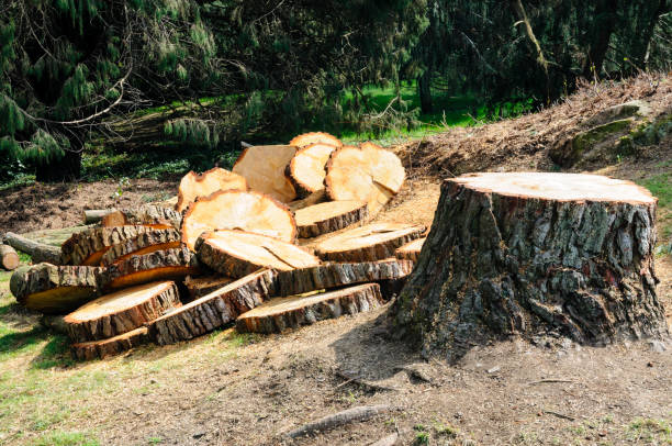 How Our Tree Care Process Works  in  Yacolt, WA